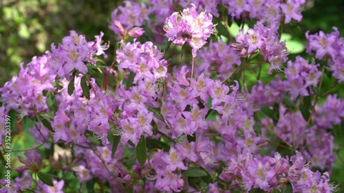 Close up of tender pink alpine rose (rhododendron) flowers moving gently in a spring breeze