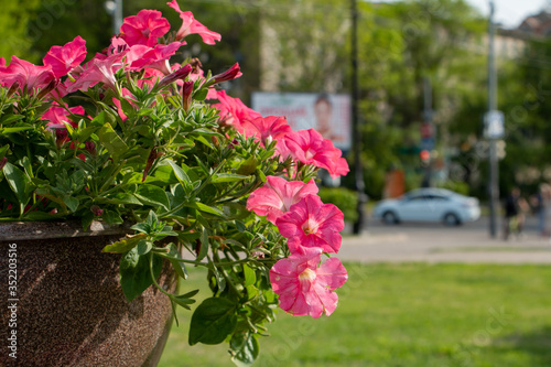  flowerbed with bright pink flowers on a city street