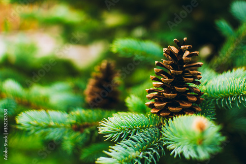 Close up photo of fir tree branch with cones