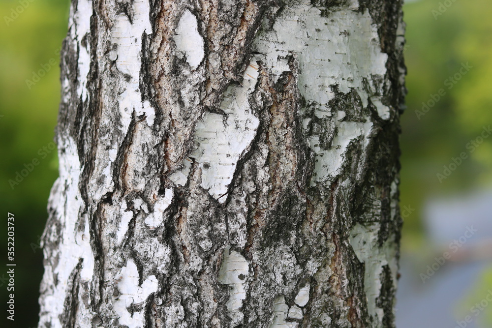 pattern of birch bark with black birch stripes on white birch bark and with wooden birch bark texture pattern of birch bark with black birch stripes on white birch bark and with wooden birch bark texture