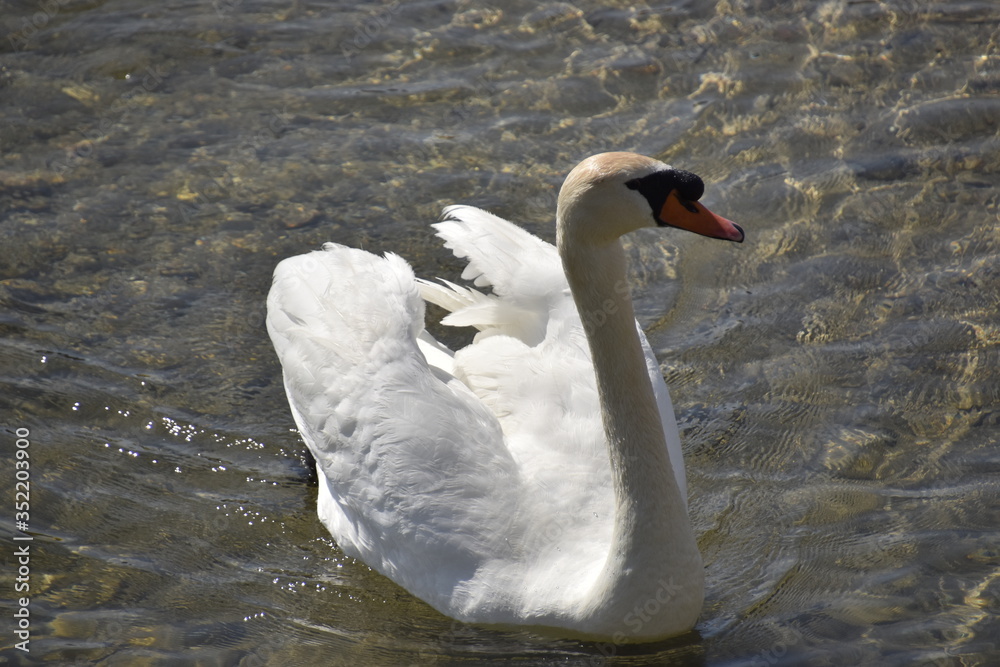 Naklejka premium cygnes et cygneaux