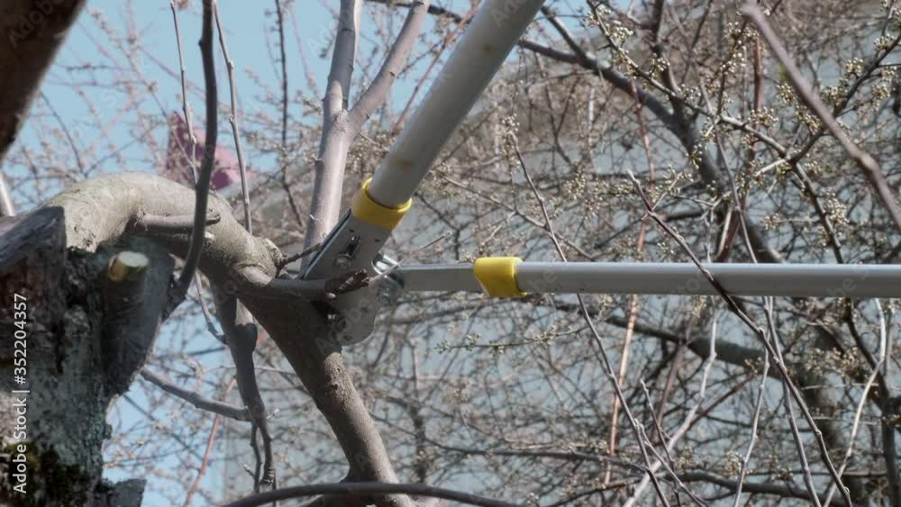 Spring garden care. Close up if cutting branches of leaveless trees with pruner. Close up view. Spring garden care. Close up if cutting branches of leaveless trees with pruner. Close up view.