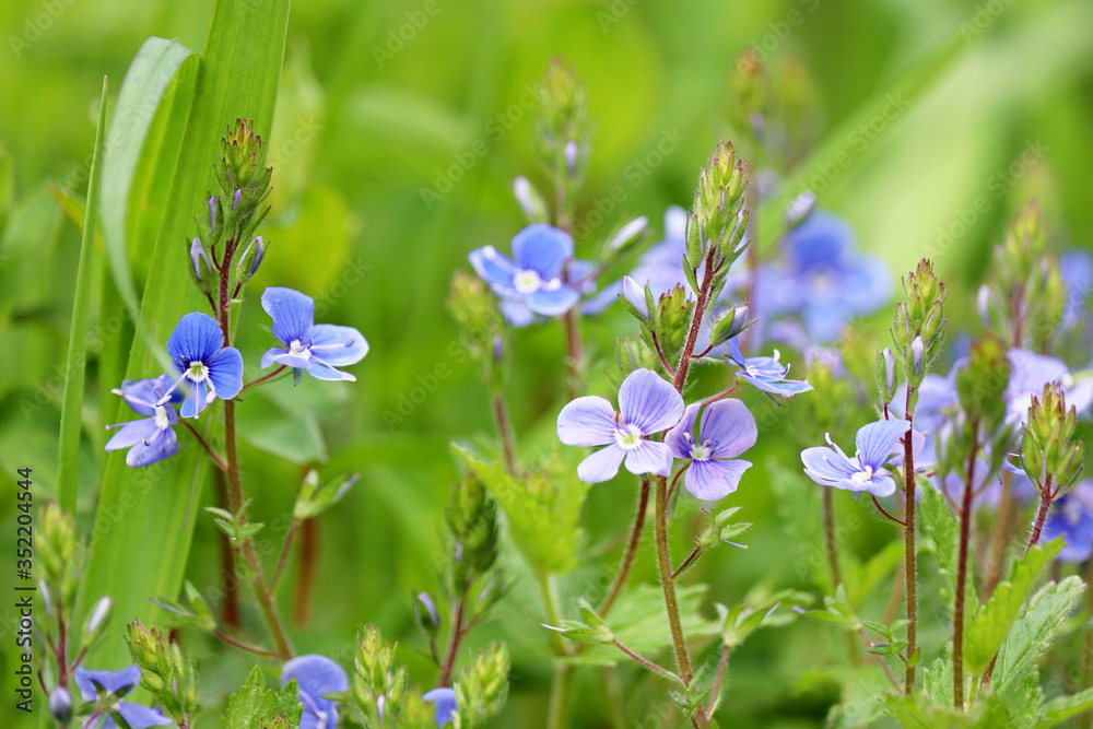 Blue flowers of Veronica chamaedrys in green grass, floral background. Forest glade in summer, beauty of nature
