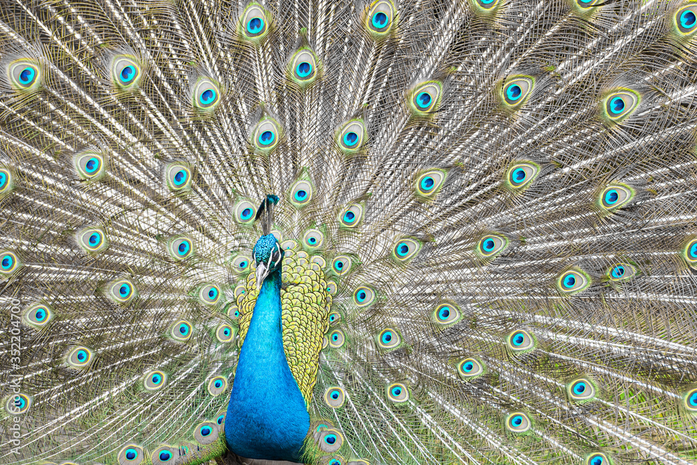 Obraz premium Stolzer Pfau