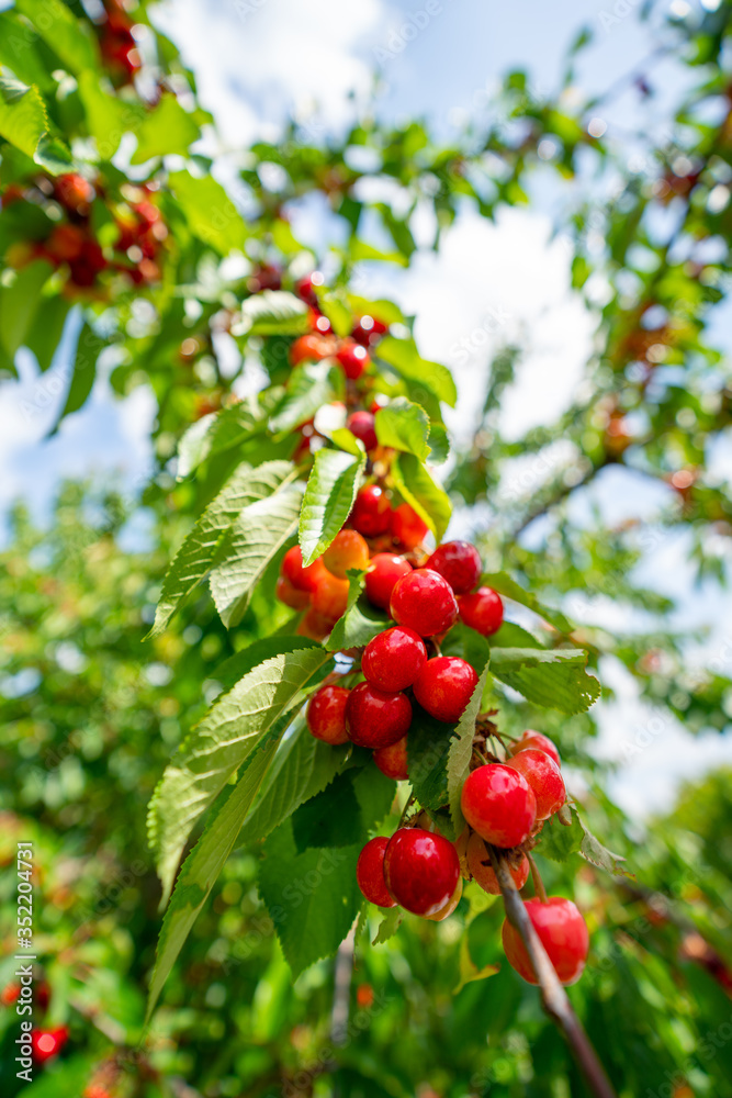 Les cerises de saison