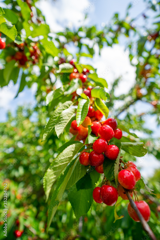 Les cerises de saison Les cerises de saison
