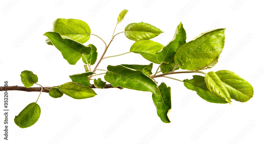 apple tree branch with green leaves on a white background apple tree branch with green leaves on a white background