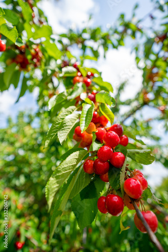 Les cerises de saison