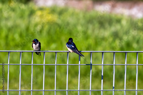 swallow in the garden