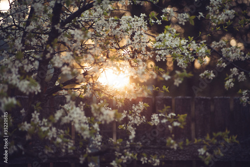 Branches of the cherry blossoms at sunset