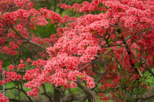ヤマツツジ 赤城山 赤城神社 参道