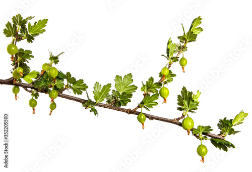 gooseberry bush branch with green leaves and berries on a white background
