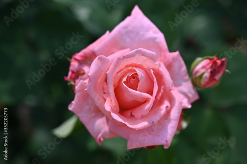 rose garden aramaki itami photo
