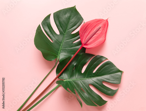 Tropical leaves and red flower of anthurium, the summer minimal background with a space for text. Flatlay style view from above.