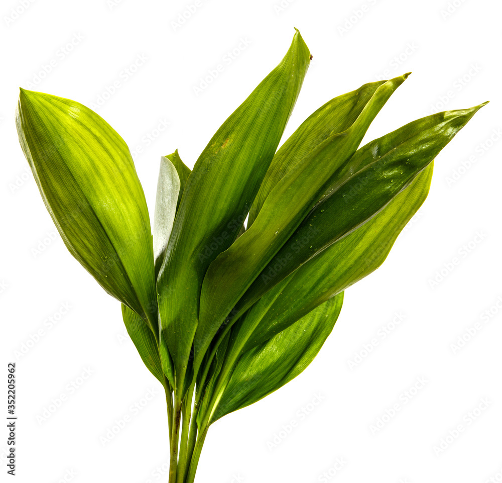 Fototapeta premium young green leaves of lily of the valley on a white background