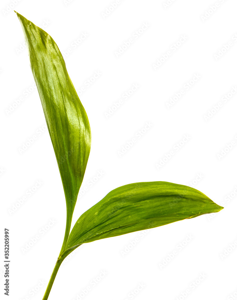 young green leaves of lily of the valley on a white background young green leaves of lily of the valley on a white background