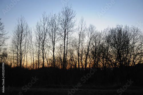 Dark silhouettes of trees at sunset against the blue sky