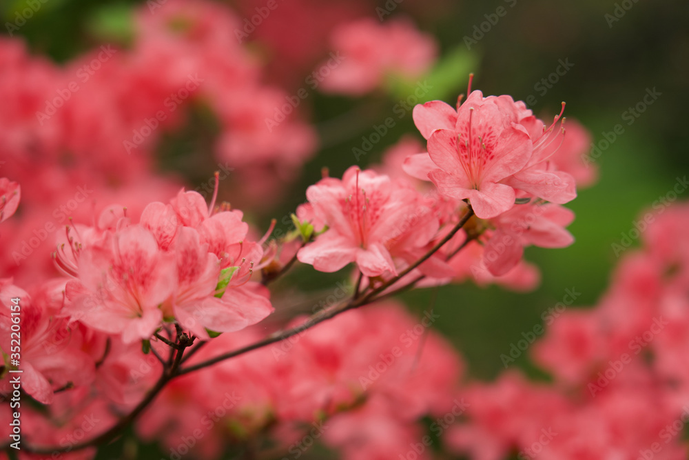 Obraz premium ヤマツツジ 赤城山 赤城神社 参道