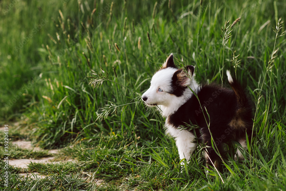 Mini Australian shepherd puppy stands in tall green grass