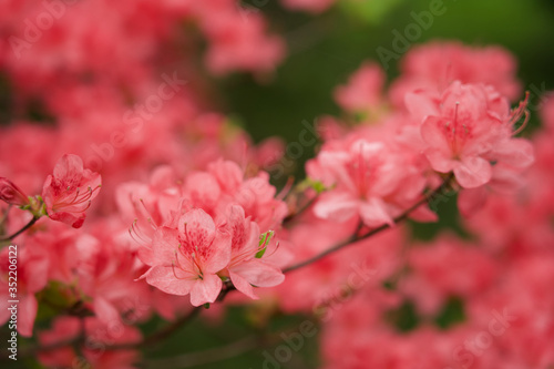 ヤマツツジ 赤城山 赤城神社 参道