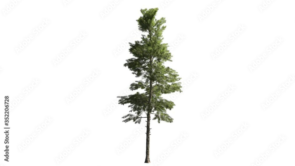 High quality 3d tree on the wind. Light direction from 2 o'clock. 16 bit ProRes 4444 (with Alpha channel, simple to use - just drag&drop. No need to use keying, luma etc...). Best for compositing
