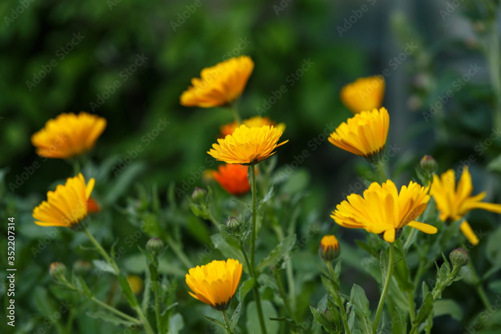 Orange Calendula officinalis Flower in summer garden Orange Calendula officinalis Flower in summer garden