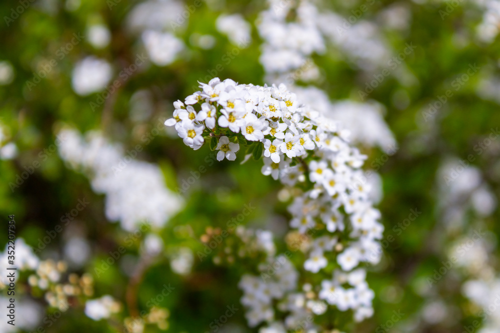 Many small white flowers on a branch