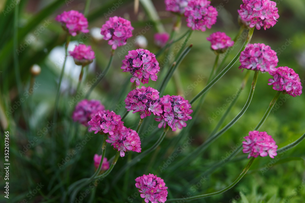 Fototapeta premium Beautiful pink magenta Sea thrift Armeria Maritima flowers in summer garden