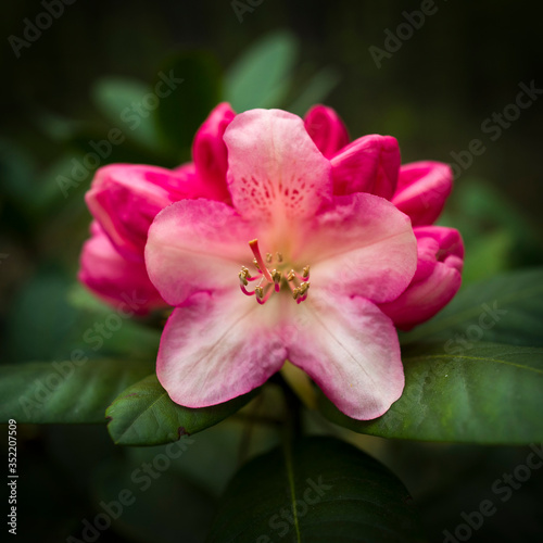 Fototapeta Naklejka Na Ścianę i Meble -  rhododendron