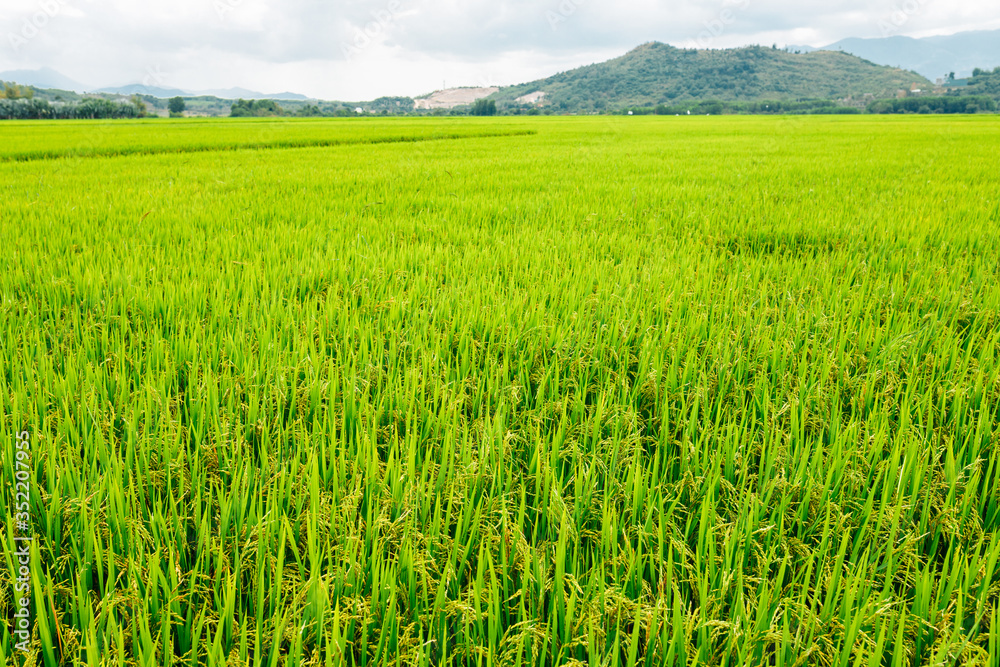 Rice field, green rice sprouts in the meadow. Mountain view, agriculture in Asia.