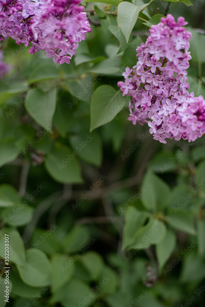 lilac flowers in the park