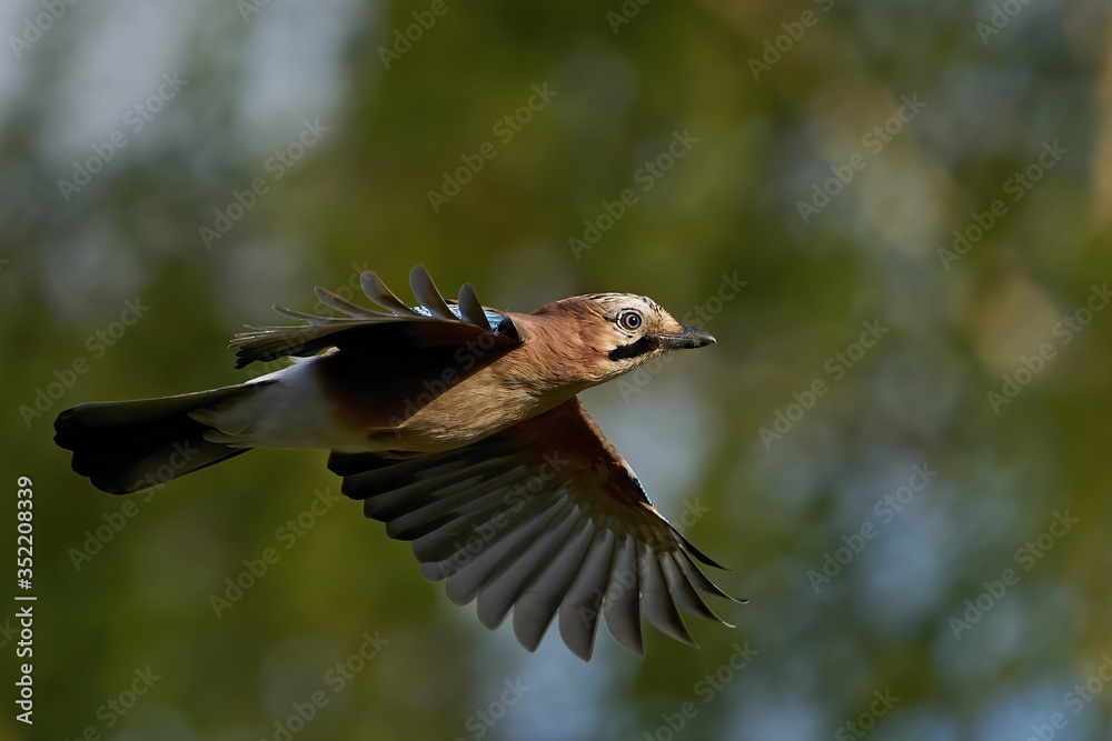 Obraz premium Eurasian jay (Garrulus glandarius) in its natural enviroment