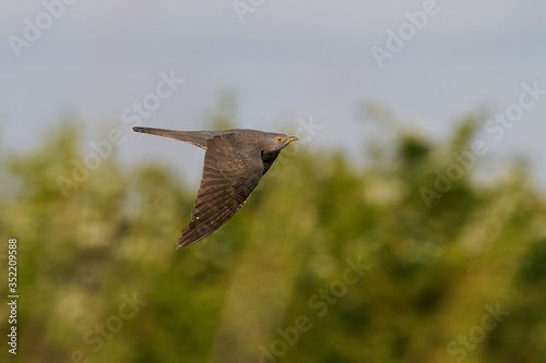 Common cuckoo  Cuculus canorus  in its natural enviroment