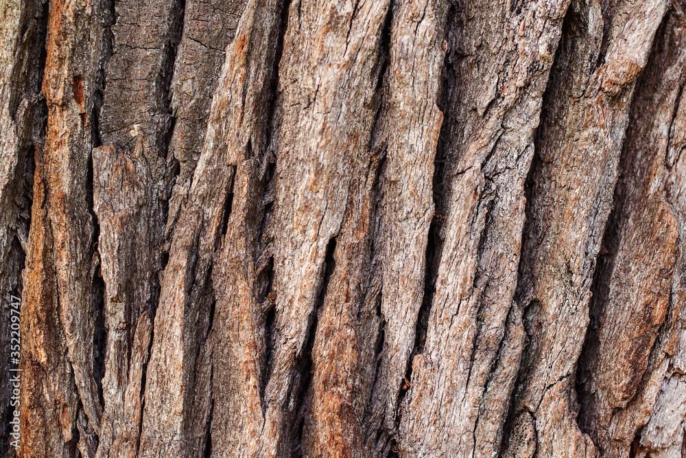 Bark of millennial oak tree in nature forest. Bark of millennial oak tree in nature forest.