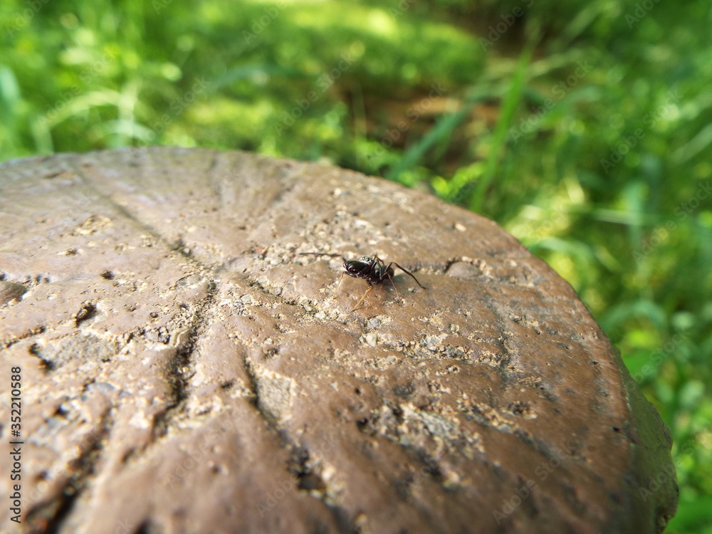 アリグモ spider like a ant