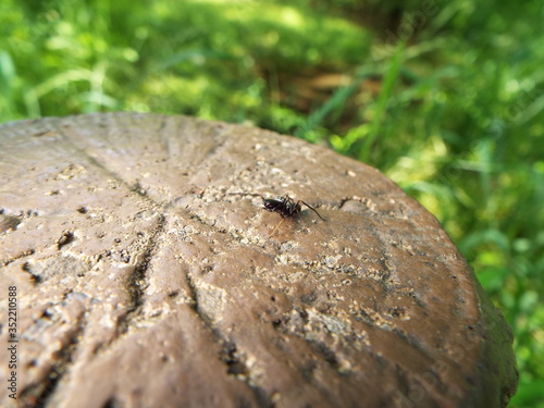 アリグモ spider like a ant