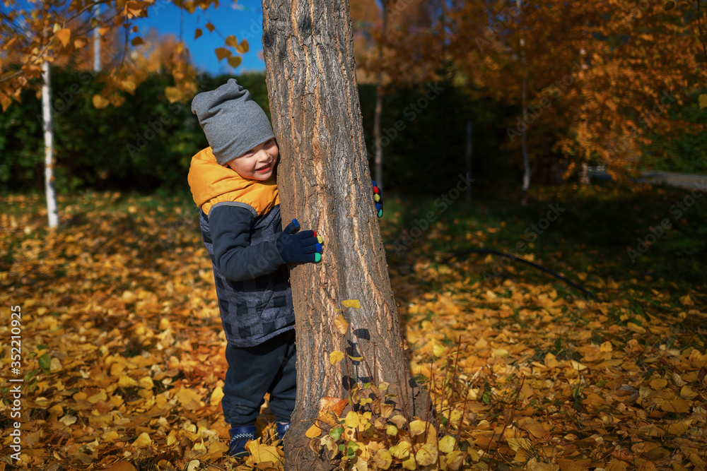The child enjoys a walk in nature. A little boy peeks out from behind a tree. Playful child on a warm day in the autumn park. The child enjoys a walk in nature. A little boy peeks out from behind a tree. Playful child on a warm day in the autumn park.
