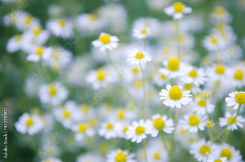 White camomile flowers on field © Elisaveta