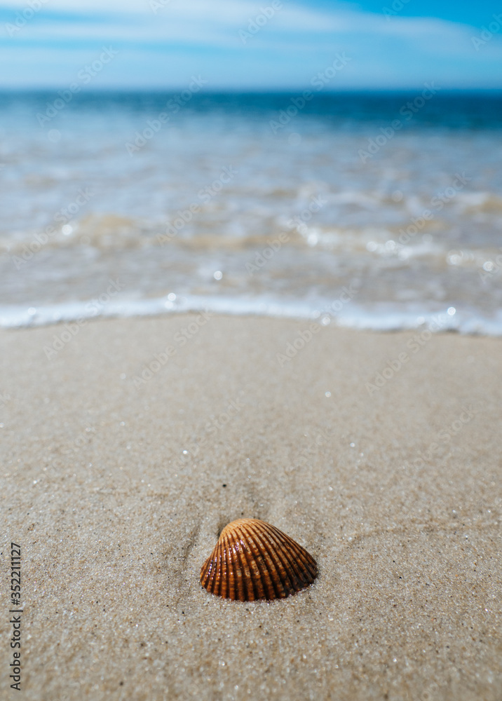 Shell laying on the shore of a white sanded beach on the island Sylt. Shell laying on the shore of a white sanded beach on the island Sylt.
