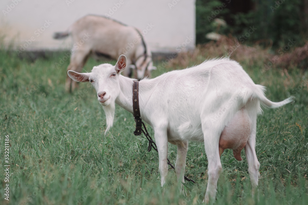 Two goats graze in a meadow. Livestock, farming. Two goats graze in a meadow. Livestock, farming.