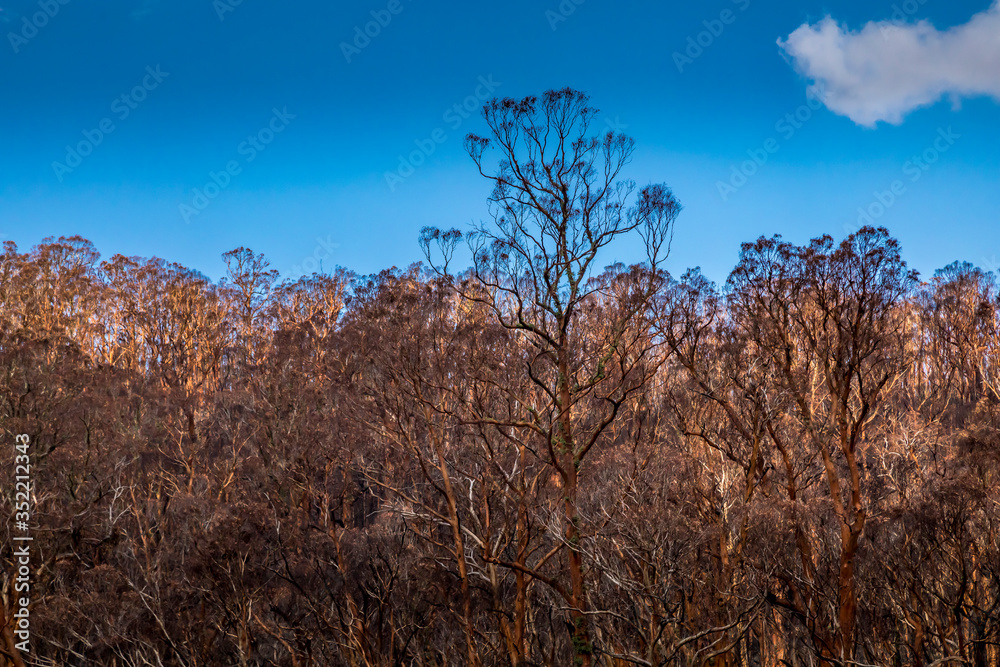 A forest in the Snowy Mountains, burnt down during the bush fires in Australia. A forest in the Snowy Mountains, burnt down during the bush fires in Australia.