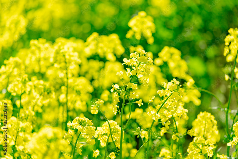 Obraz premium 北海道 札幌市郊外の菜の花畑