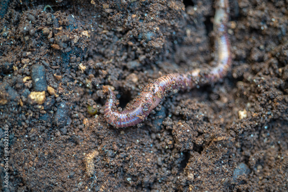 Macro shot of red worms Dendrobena in manure, earthworm live bait for fishing