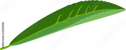 Green leaf of peach tree isolated on white background