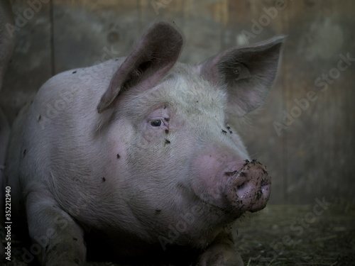 Hausschwein im Koben