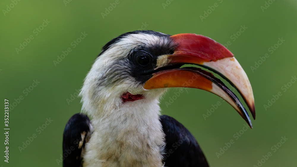 Von der Decken's hornbill Tockus deckeni, adult male portrait, Tarangire, Tanzania, January 2020 Von der Decken's hornbill Tockus deckeni, adult male portrait, Tarangire, Tanzania, January 2020
