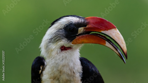 Von der Decken's hornbill Tockus deckeni, adult male portrait,  Tarangire, Tanzania, January 2020