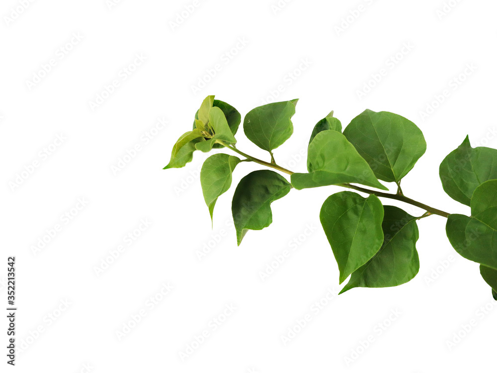 Green leaves isolated on a white background.
Green leaves isolated on a white background.