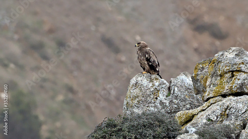 Steppe eagle (Aquila nipalensis), Crete © ASakoulis