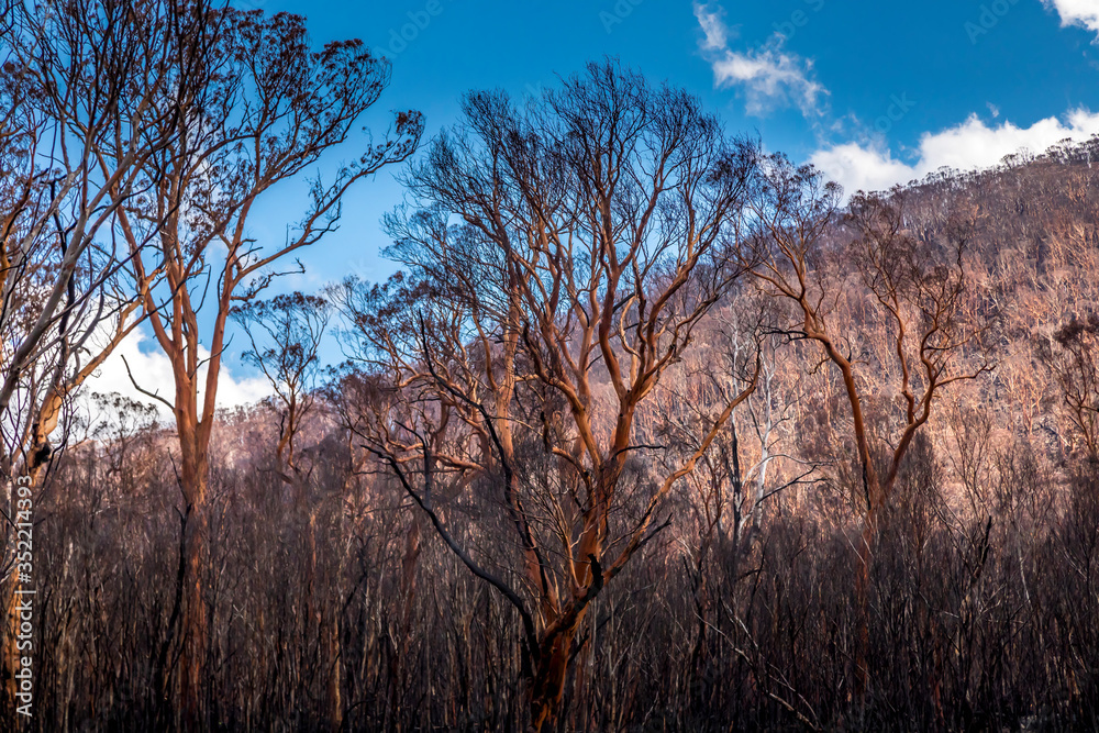 A forest in the Snowy Mountains, burnt down during the bush fires in Australia. A forest in the Snowy Mountains, burnt down during the bush fires in Australia.